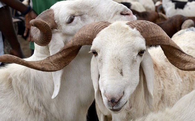 RISQUE DE PENURIE DE MOUTONS IMPORTES  DU MALI : Le blocus du JNIM menace la Tabaski
