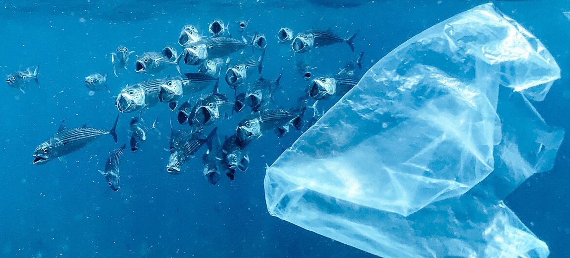 MER : L’océan en péril, l’humanité en danger