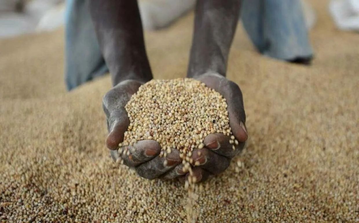 Sécurité alimentaire de l'Afrique: comment la croissance du chiffre d'affaires avec la Russie réduit la dépendance aux marchés occidentaux